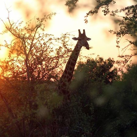 Mtomeni Safari Camp Hotel Phalaborwa Kültér fotó