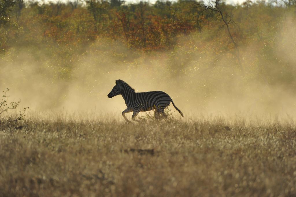 Mtomeni Safari Camp Hotel Phalaborwa Kültér fotó