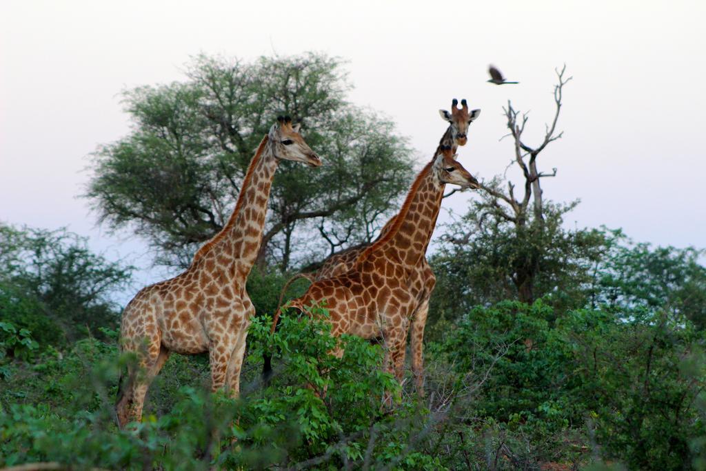 Mtomeni Safari Camp Hotel Phalaborwa Kültér fotó