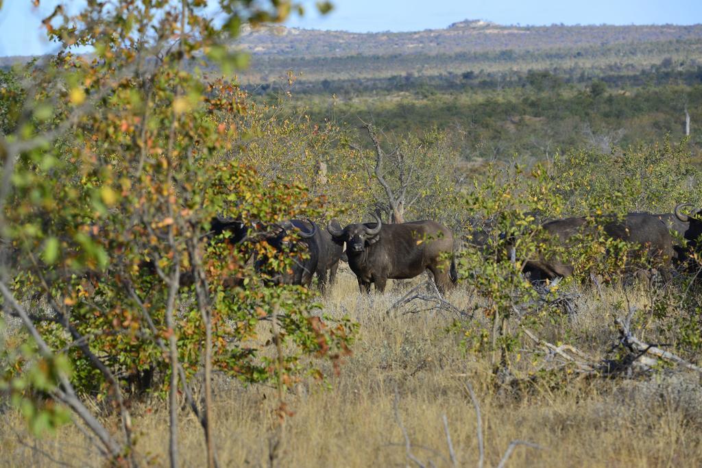 Mtomeni Safari Camp Hotel Phalaborwa Kültér fotó